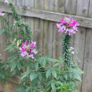 Meet your Posher, Phyllis